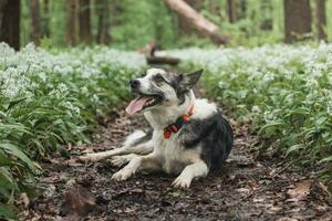 nero e bianca ibrido husky-malamute godendo il suo restare nel un' bosco ambiente coperto con orso aglio. diverso espressioni di il cane. la libertà per animale domestico foto