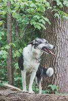 nero e bianca ibrido husky-malamute godendo il suo restare nel un' bosco ambiente coperto con orso aglio. diverso espressioni di il cane. la libertà per animale domestico foto