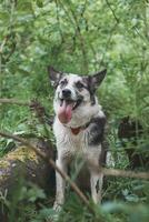 nero e bianca ibrido husky-malamute godendo il suo restare nel un' bosco ambiente coperto con orso aglio. diverso espressioni di il cane. la libertà per animale domestico foto