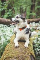 nero e bianca ibrido husky-malamute godendo il suo restare nel un' bosco ambiente coperto con orso aglio. diverso espressioni di il cane. la libertà per animale domestico foto