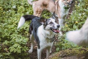 nero e bianca ibrido husky-malamute godendo il suo restare nel un' bosco ambiente coperto con orso aglio. diverso espressioni di il cane. la libertà per animale domestico foto