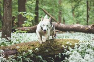 bianca siberiano rauco con penetrante blu occhi in piedi nel un' foresta pieno di orso aglio fiori. Candido ritratto di un' bianca neve cane foto