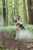 nero e bianca ibrido husky-malamute godendo il suo restare nel un' bosco ambiente coperto con orso aglio. diverso espressioni di il cane. la libertà per animale domestico foto