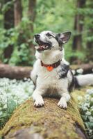 nero e bianca ibrido husky-malamute godendo il suo restare nel un' bosco ambiente coperto con orso aglio. diverso espressioni di il cane. la libertà per animale domestico foto