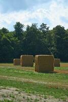 cannuccia balle su un' raccolto Grano campo. cibo la fornitura. agricoltura per alimentazione umanità foto