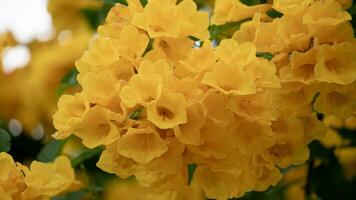 vicino su gruppo di fower giallo Sambuco su il albero. luminosa giallo fiori per sfondo e strutturato. foto