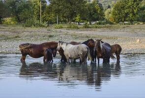 cavalli camminare nel linea con un' restringimento fiume. il vita di cavalli foto