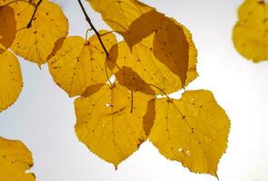 giallo le foglie di tiglio contro il cielo e il retroilluminazione. autunno foto