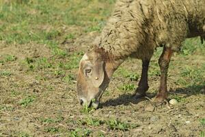 pecore al pascolo foto