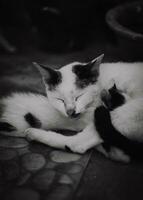 carino gattino addormentato nel suo La madre di braccia foto