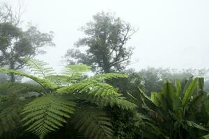 alberi nel il il nebbia su il montagna foto