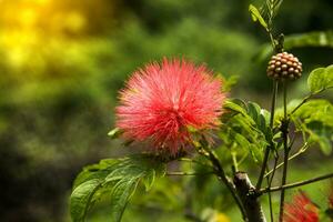 rosso polvere soffio fiore foto