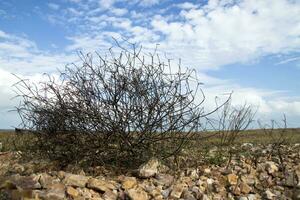 morto albero rami su il spiaggia. foto