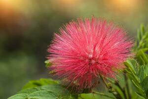 rosso polvere soffio fiore foto