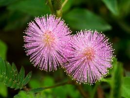 sensibile fiore. mimosa pudica foto