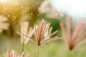 fiore erba con luce del sole. foto