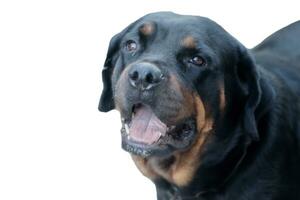 splendore Immagine di rottweiler. foto