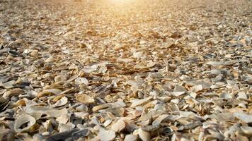 conchiglie su il spiaggia. non focalizzato Immagine. foto