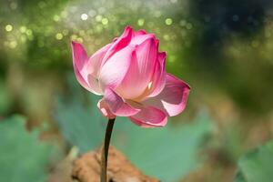 bellissimo fiore di loto rosa foto
