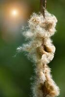 typha angustifolia semi su albero. foto