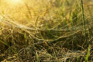 ragno ragnatela su fiore erba e far cadere rugiada con luce del sole. foto