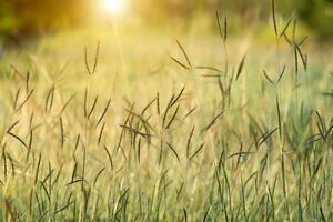 fiore erba e far cadere rugiada con luce del sole. non focalizzato Immagine. foto