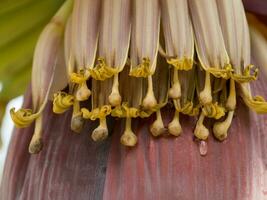 vicino su Immagine di Banana fiore su il albero. foto