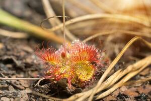 drosera burmannii vahl, drosera foto