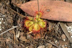 drosera burmannii vahl, drosera foto