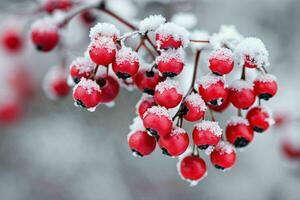 ai generato rosso frutti di bosco ramo coperto nel neve foto