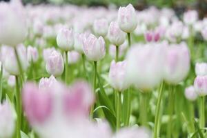 campo di colorato bellissimo mazzo di tulipano fiore nel giardino per cartolina decorazione e agricoltura concetto design con selettivo messa a fuoco foto