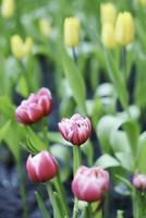 campo di colorato bellissimo mazzo di tulipano fiore nel giardino per cartolina decorazione e agricoltura concetto design con selettivo messa a fuoco foto