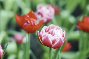 campo di colorato bellissimo mazzo di tulipano fiore nel giardino per cartolina decorazione e agricoltura concetto design con selettivo messa a fuoco foto