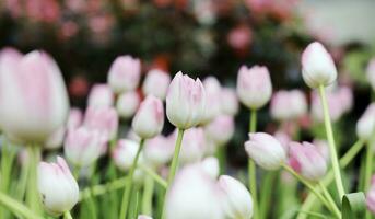 campo di colorato bellissimo mazzo di tulipano fiore nel giardino per cartolina decorazione e agricoltura concetto design con selettivo messa a fuoco foto