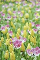 campo di colorato bellissimo mazzo di tulipano fiore nel giardino per cartolina decorazione e agricoltura concetto design con selettivo messa a fuoco foto