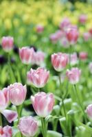 campo di colorato bellissimo mazzo di tulipano fiore nel giardino per cartolina decorazione e agricoltura concetto design con selettivo messa a fuoco foto