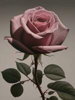 ai generato gratuito celebrare amore contento San Valentino giorno con sbalorditivo rosa fiori, generativo ai foto