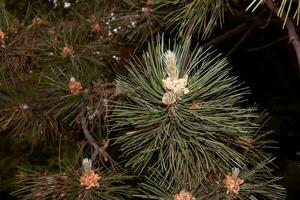 giovane spara e aghi di nero pino nel latino pinus negra nel presto primavera. foto