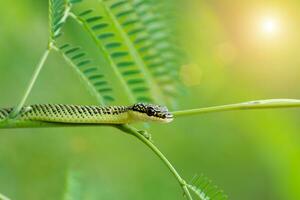 vicino su di un' ruvido verde serpente nel un' albero foto