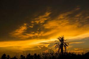 nero silhouette di un' albero con un arancia nube. foto