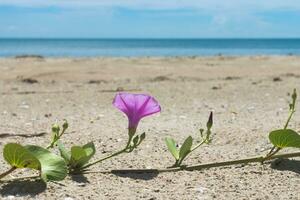 Ipomoea pes-caprae dolce o spiaggia mattina gloria foto