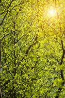 albero ramo nel il primavera stagione. foto