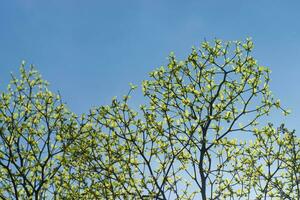 albero ramo nel il primavera stagione. foto