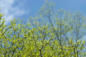 albero ramo nel il primavera stagione. foto