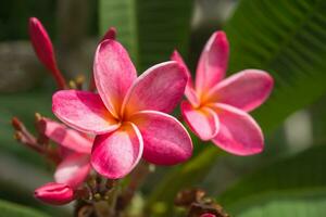 frangipani fiore su il albero. foto