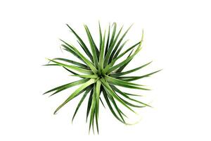 verde Tillandsia. aria pianta con scientifico nome tillandsia foto