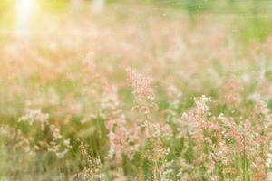 rosa fiore erba nel il nebbia con luce del sole. foto