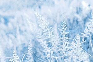 erba fiore sfondo nel inverno stagione. foto