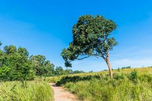 prateria verde prato e montagne khao yai nazionale parco. foto