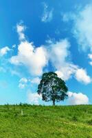 un' singolo albero si fermò nel il mezzo di un' campo con il cielo nel il sfondo. foto